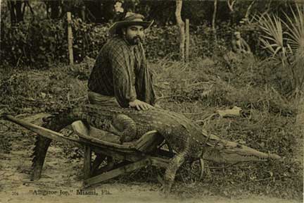 Attractions packaged the Everglades experience for tourists. During the 1890s, Alligator Joe ran the first alligator farms in West Palm Beach and Miami. In this postcard, he is posing with a crocodile. 1984-100-24