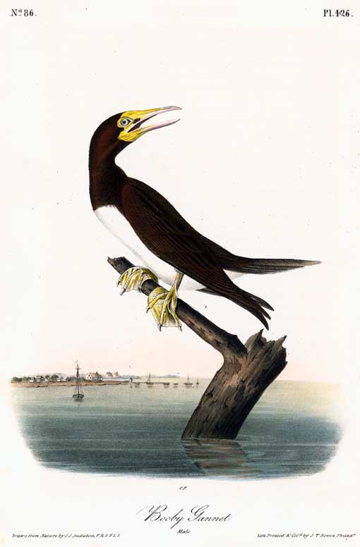 This bird was painted in the Dry Tortugas on May 14, 1832. Lehman's background is possibly Indian Key. First Edition Print