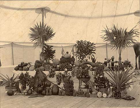 The Model Land Company managed the lands acquired by the Florida East Coast Railway, and sold land for small farms. It promoted agriculture through the annual Dade County Fair. This display attracted attention at the 1898 fair. 1987-227-10