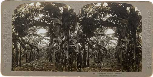 Among the bananas, Jamaica. Philadelphia, PA : C.H. Graves, 1899. Image number 1991-405-2