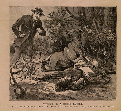 Settlers and writers thought the Florida Panther was a dangerous animal that should be shot on sight. A century later, it had become a