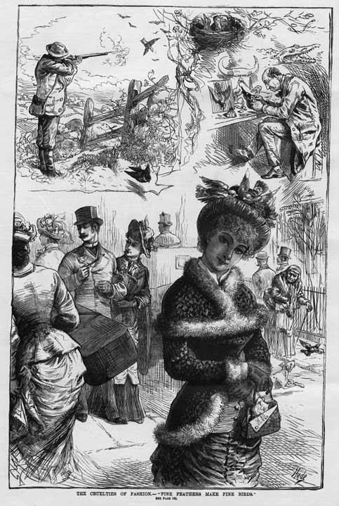 Feathers adorned fashionable late-nineteenth century hats—so many that the birds who contributed the feathers became endangered species. Plume hunters in the Everglades shot out rookeries and slaughtered egrets, herons and spoonbills. Audubon warden Guy Bradley became the Everglades’ first martyr when he was murdered at the Cuthbert Lake Rookery (near Flamingo) in 1905. Changing fashions and national laws ended the slaughter in the 1910s. This view: “The cruelties of fashion : fine feathers make fine birds.” From Frank Leslie's Illustrated Newspaper (November 10, 1883), p. 184.