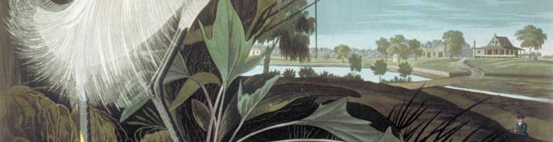 View at top: South Carolina plantation