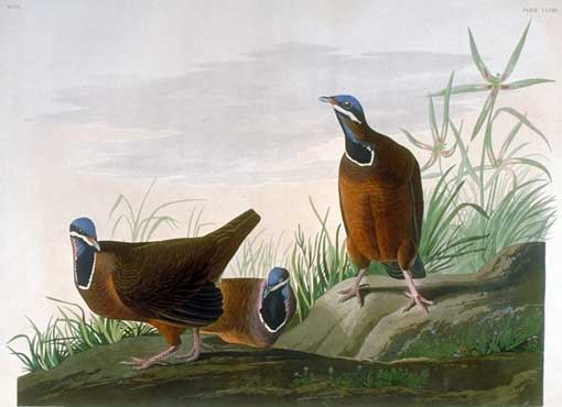 Caption on plate: Blue-headed Pigeon. Drawn by John James Audubon, engraved by Robert Havell. Audubon sighted two of these birds on the western side of Key West early in May 1832. This Cuban species has never been seen in Florida since then. George Lehman's background features wild poinsettia.