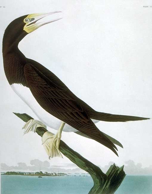 Caption on plate: Booby Gannet. Drawn by John James Audubon, engraved by Robert Havell. This bird was painted in the Dry Tortugas on May 14, 1832. Lehman's background is possibly Indian Key. Second Edition Print
