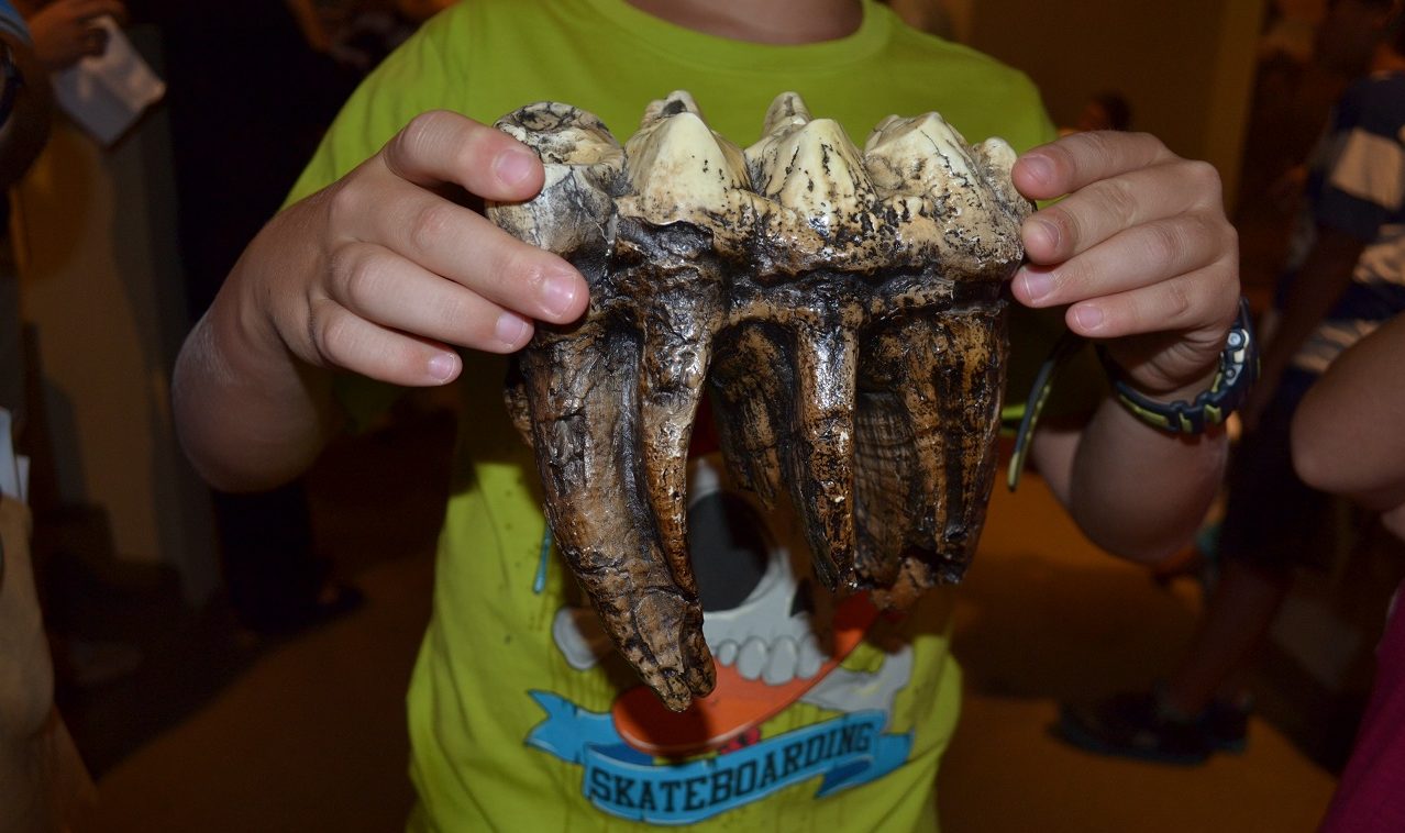 Hands-On-History: Looking Through Fossils