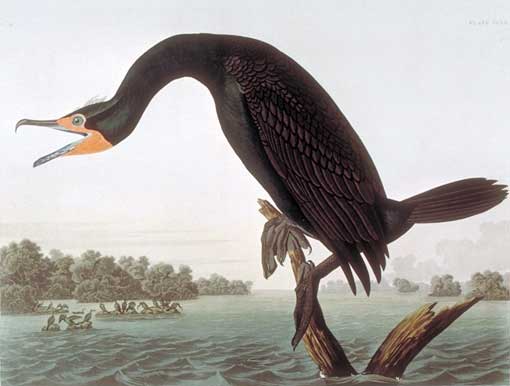 Double-crested Cormorant. Caption on plate: Florida Cormorant