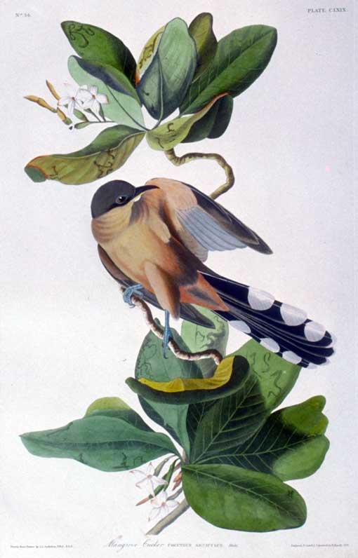 Audubon painted this tropical bird in Key West in May, 1832. George Lehman's branch is of a seven-year-apple.