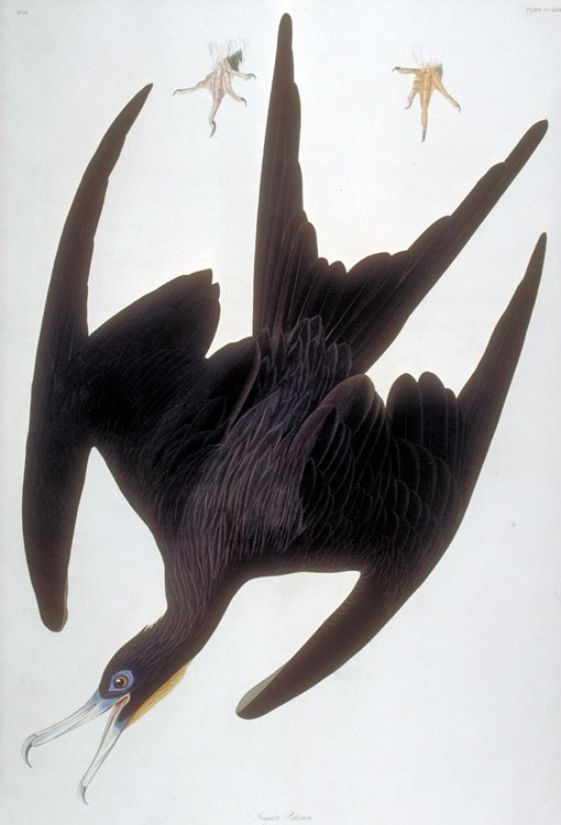 Caption on print: Frigate Pelican. This bird was painted in Key West in May, 1832.