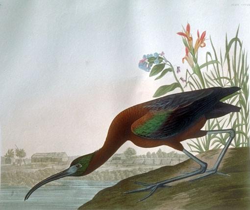 The Glossy Ibis naturally colonized North America during Audubon's lifetime. George Ord shot the first recorded bird in 1817 near Great Egg Harbor, New Jersey, and Alexander Wilson first described it the same year. Audubon saw Glossy Ibis only once, when he obtained a specimen near St. Augustine on January 16, 1832. The painting upon which the plate is based, however, was done in Charleston during the winter of 1836-37.