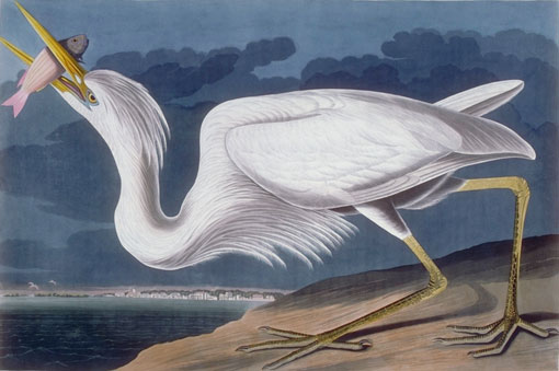 Caption on print: Great White Heron. Audubon painted the Great White Heron near Key West, after a night hunt with James Egan. The background depicts Key West.