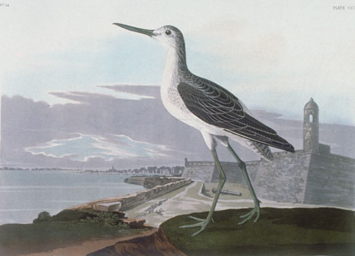 Caption on print: Greenshank. For the background of this print, Audubon used Lehman's 1831 drawing of the Castillo de San Marcos in St. Augustine. Many believe Audubon saw a Greater Yellowlegs rather than a Greenshank. The bird was probably painted in 1835.