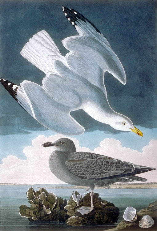 These gulls were painted in St. Augustine on December 8, 1831. Lehman drew the standing immature gull and the raccoon oysters.