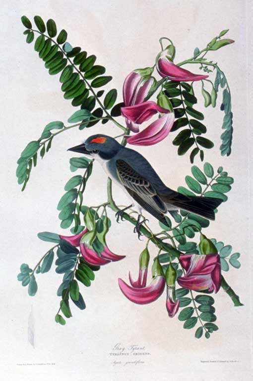 Caption on print: Gray Tyrant. The Gray Kingbird summers along Florida's coast. This bird was painted in the Florida Keys in April or May of 1832. Lehman added the Australian corkwood-tree in early May.