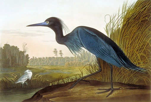 Caption on print: Blue Crane. Audubon painted this heron in Charleston in March 1832. Lehman added the landscape of the local countryside.