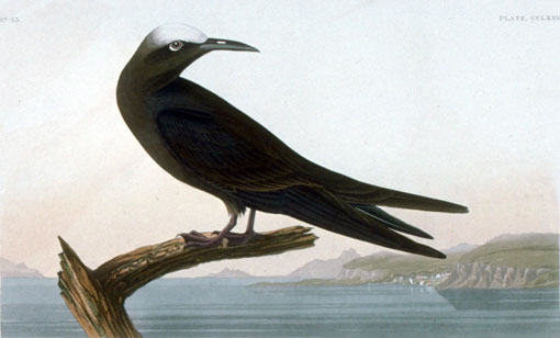 Caption on print: Noddy Tern. The Brown Noddy was painted on May 11, 1832, on Noddy Key in the Dry Tortugas. Havell's background has no resemblance to the Tortugas and Keys. The eggs