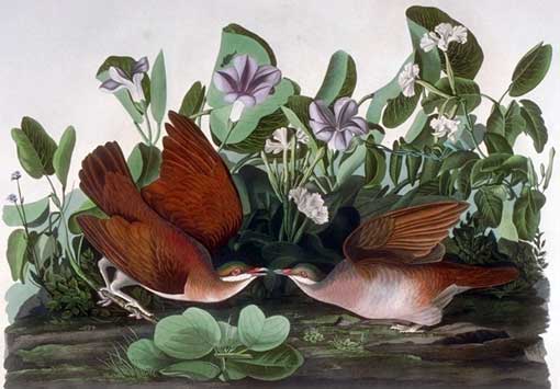 Caption on print: Key West Pigeon. The Key West Quail Dove was painted in Key West on May 6, 1832, from a bird shot by Sargeant Sykes, one of Audubon's local guides. These doves used to migrate between Cuba and the Florida Keys. Audubon saw flocks. Today, the rare sighting of one, as happened in 1987, brings birdwatchers to the Keys from all over the country. The purple flowers in Lehman's background are the railroad-vine. The white flowers are the rubber-vine.