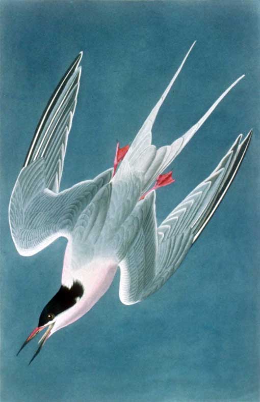 While at Indian Key, on April 28, 1832, Audubon and his party shot 38 Roseate Terns. This tern was painted later that day.