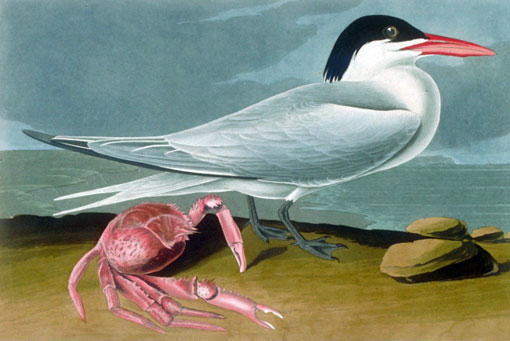Caption on print: Cayenne Tern. This bird was painted in the Florida Keys in May 1832.