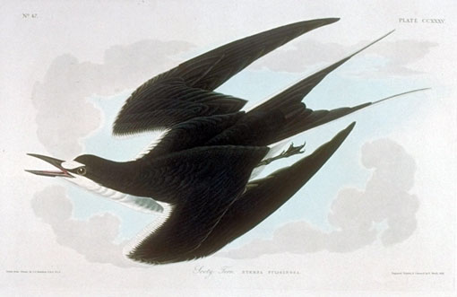 From April through August, Sooty and Noddy Terns gather in the hundreds of thousands to breed in the Dry Tortugas. Audubon drew this one on May 10, 1832.