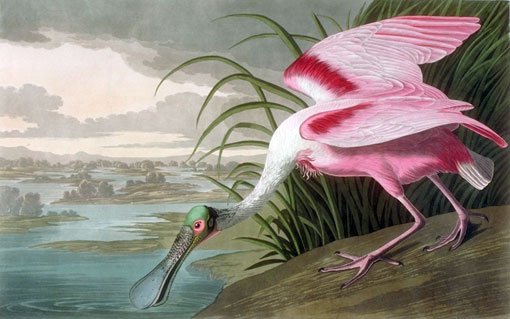 Roseate Spoonbill Audubon's assistant, George Lehman, drew the background for this print in Florida in 1831 or 1832. Lehman, rather than Audubon, may also have drawn the bird.