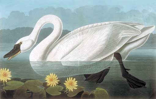Caption on print: Common American Swan. Audubon painted this swan in London in 1838. He wanted the yellow water lillies to be named Nymphea leitnernia after Edward F. Leitner, a German botanist killed by Seminoles in 1838.