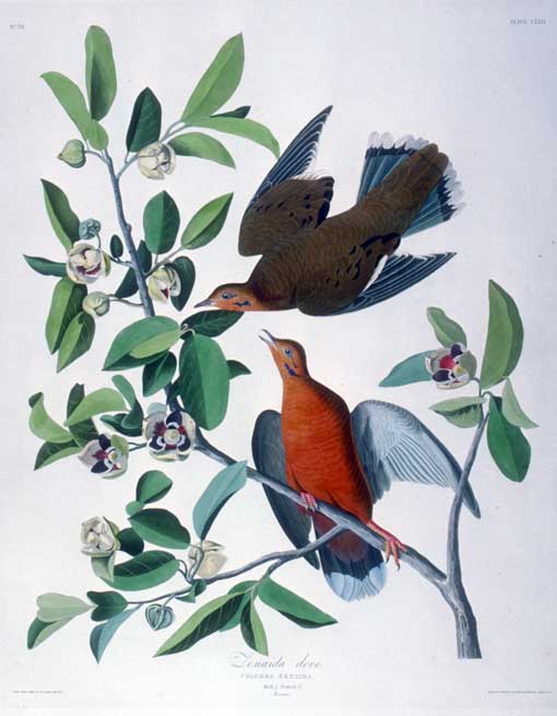 The Zenaida Dove was common enough during Audubon's visit for him to shoot nineteen in an hour. It is now a very rare visitor from the West Indies. These were painted on April 30, the day Audubon left Indian Key for Key West. Lehman painted the pond-apple branch.